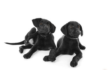 Obraz premium Cute Labrador puppies, isolated on white