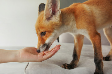 Cute fox cub eating from woman hand  in room