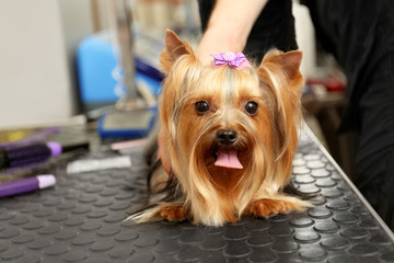 Canine hairdresser grooming dog in salon