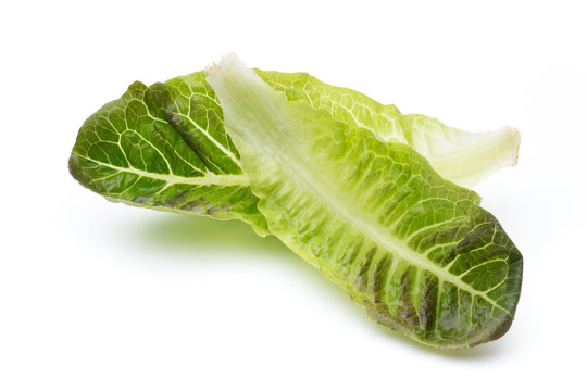 Cos Lettuce on the White Background.