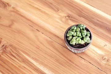Small plant on the table