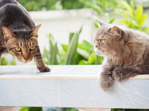 friend between black thai and gray percian cat