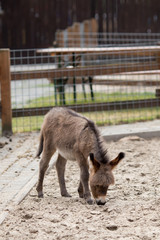 Mother and baby donkeys on the floral meadow