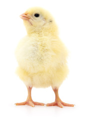 Small yellow chicken