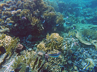 Naklejka na ściany i meble Fische im Korallenriff 