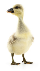 Little gosling isolated.