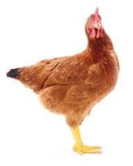 Brown hen isolated.
