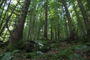 Forest