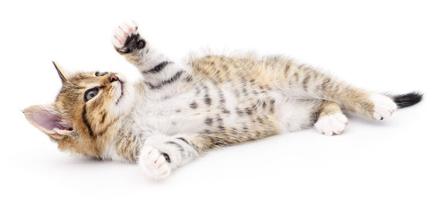 Kitten on white background.