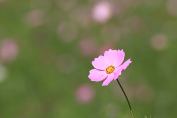 ピンクのコスモスと爽やかな緑