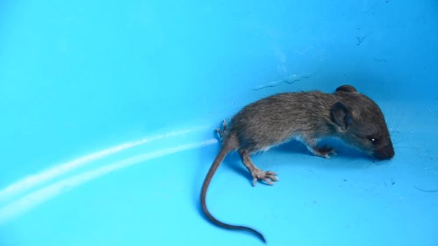 Baby rat or mouse in plastic case