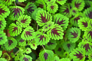 Close up painted nettle leaf background