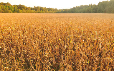 Corn field, aerial view