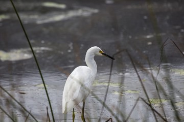 Snowy Egret (Egretta thula)