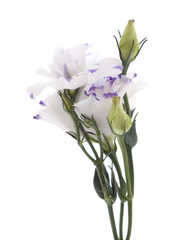 white and blue Lisianthus flower isolated on white