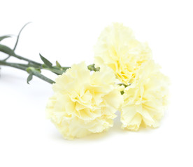 pale yellow carnation flowers isolated