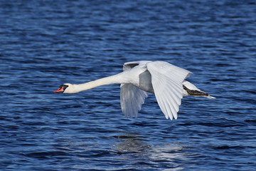 Mute swan (Cygnus olor)