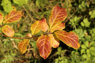 autumn, leaves, lilac, red, yellow, veins, background, texture