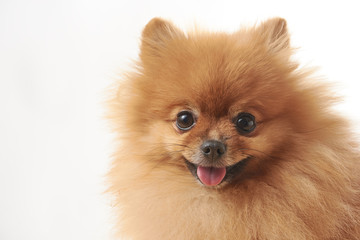 pomeranian dog sitting on wooden table