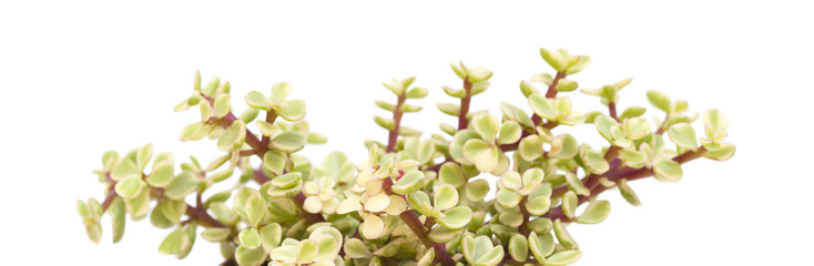 Portulacaria afra isolated