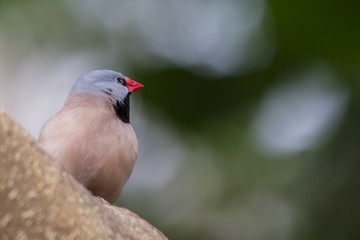 Heck's Grassfinch (Poephila acuticauda)