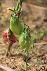 зеленая рассада и плоды томата