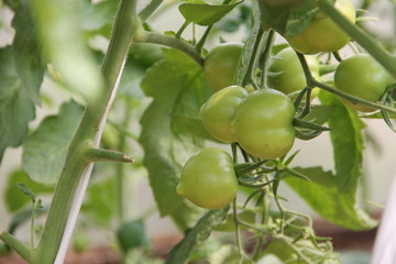 зеленая рассада и плоды томата