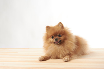 Fototapeta na wymiar pomeranian dog sitting on wooden table