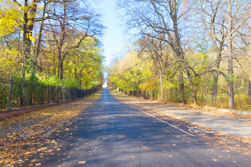 Obraz premium road in autumn park with golden leaves in sunny fall day