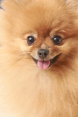 pomeranian dog sitting on wooden table