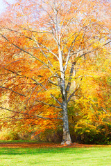 Fototapeta na wymiar autumn tree with orange leaves in sunny day, retro toned