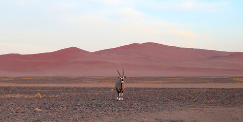 Oryx - antelope - Oryxantilope in Namibia
