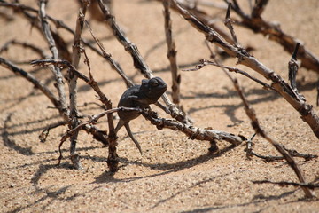 Namaqua chameleon- Chamaeleo namaquensis - wüstenchamäleon - lizard in namibia