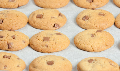 Homebaked Chewable Butter Biscuits With Milk Chocolate Chunks On