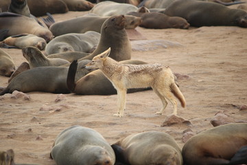 black-backed jackal and seals - schabrackenschakal und robben - at cape cross - namibia