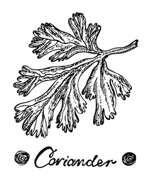 Coriander vector hand drawn illustration. Isolated spice object. Vector illustration for design menus, recipes and packages product.