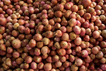 Set of many Shallots