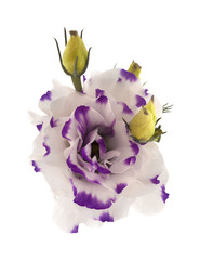 white and blue Lisianthus flower isolated on white