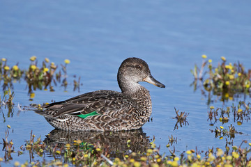 Eurasian teal (Anas crecca)