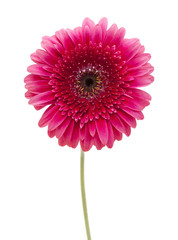 bright pink gerbera isolated on white