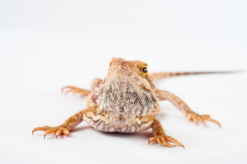 one agama bearded on white background.reptile close-up.