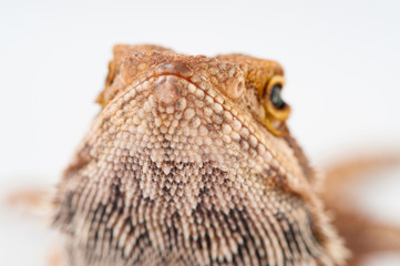 one agama bearded on white background.reptile close-up.