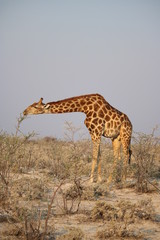 Giraffe in Namibia - animals in african desert