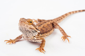 one agama bearded on white background.reptile close-up.