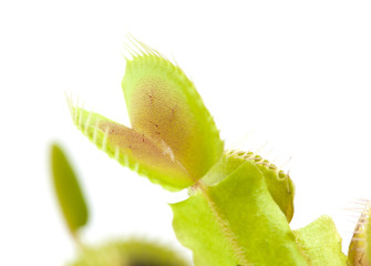 Venus flytrap plant © Tamara Kulikova