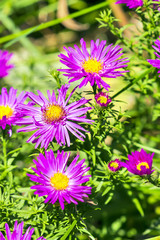 The cushion Aster (Aster dumosus)