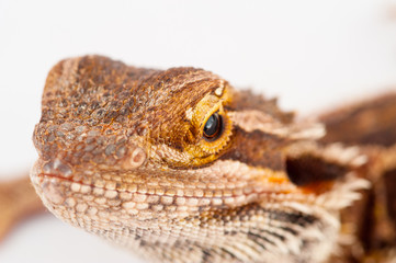 one agama bearded on white background.reptile close-up.
