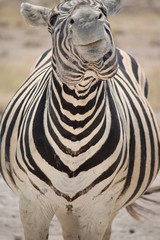 Naklejka premium Zebra in Namibia - animals in the african desert - smiling - lächelnd