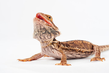 one agama bearded on white background.reptile close-up.