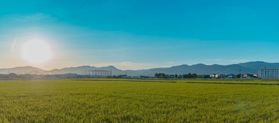 green rice field with big sunset sky in evening time